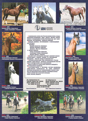  horses for sale,  лошади на продажу