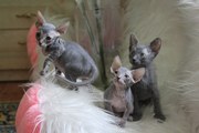 Продам Котят Донского Сфинкса