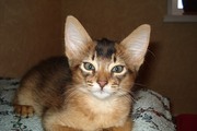 Сомалийские котята