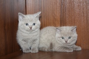 Продаются котята Британской короткошерстной породы