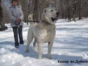 П-кРАМЗЕСпредлогает АЛАБАЕВ:элитные кобели-чемпионы выставок и тест.испытани