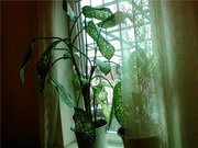 Диффенбахия- комнатная пальма