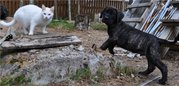 Породные щенки Дого Канарио