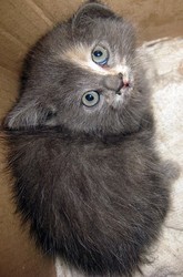 Продам хорошеньких котят
