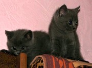 Продам котят британской короткошерстной