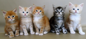 Котята породы Мейн-Кун