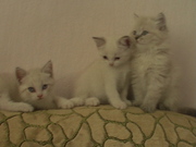 продажа 4  котят    
