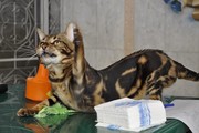 мини леапарды