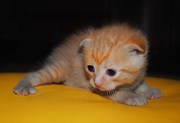 Продам вислоухих котят Скотиш Фолд