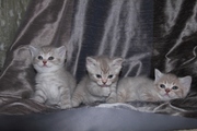 Британские короткошерстные котята