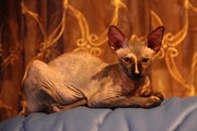 канадский сфинкс для вязки