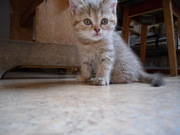 шотландские короткошерстные