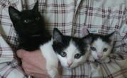 котята в добрые руки !!