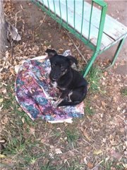 Срочно даром Щенок!!