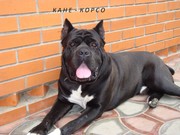 Кане-Корсо девочки шоу класса!!!