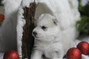 щенки сибирский хаски