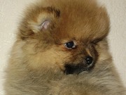 Щенка