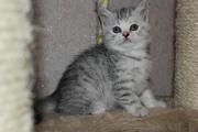Шотландские короткошерстные котята