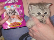 продам котенка с рекламы вискас. Найдите 10 отличий!