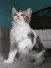 Шотландские котята, мраморных окрасов