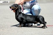Таксы стандартной гладкошерстной кобель для вязки