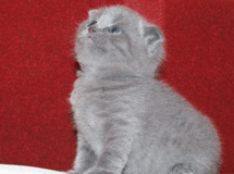 Продается котик не дорго
