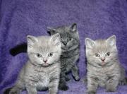 Продаются котята Британской короткошерстной породы 