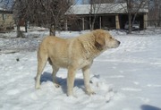 Казахский тобет
