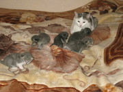 Отдам котят в очень добрые руки