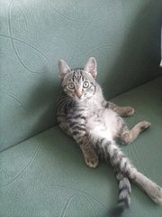Котенок