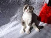 Продам шотланского вислоухово плюшегого  котёнка ,  цена договорная