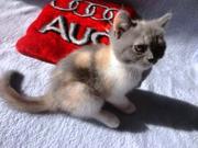 Продам шотланского котёнка Скоттиш страйт,  цена договорная