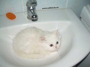 ищу котёнка
