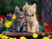 Отдам котят Алматы