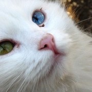 кошка турецкая ангора в Алматы