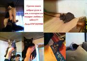 Ищем добрые руки для кошек!!!