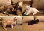 Отдам в добрые руки котят!!!