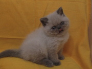 Экзотический котенок
