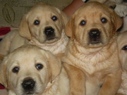 Лабрадор - ретривет