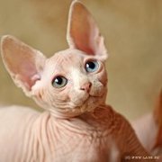 Cфинкс милый, добрый, воспитанный