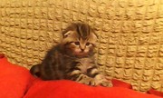 Продам породистых котят