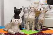 ориентальные котята шоу класса