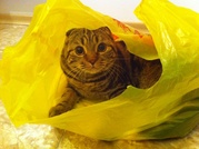Scottish Fold show class