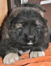 Щенки Кавказской овчарки