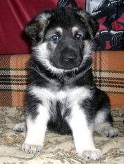 Восточно-европейская овчарка