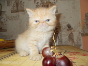 Котята Экзотической породы
