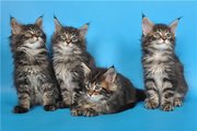  мейн кун из питомника KUNKITTI ASTANA