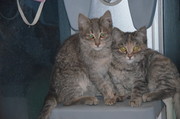 отдам котят в хорошие руки!!!
