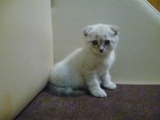 Котята скоттиш фолды, скоттиш страйты и хайленд фолды