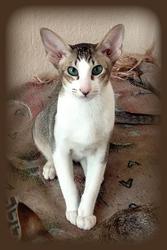 Ориентальные котята